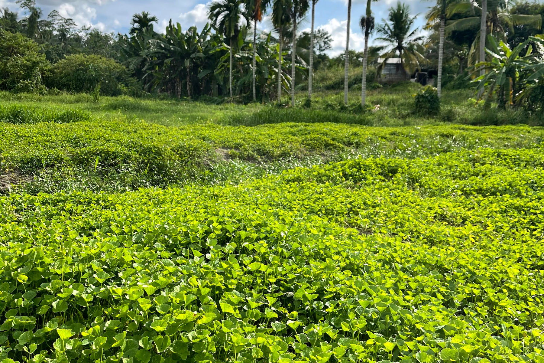 Gotu kola