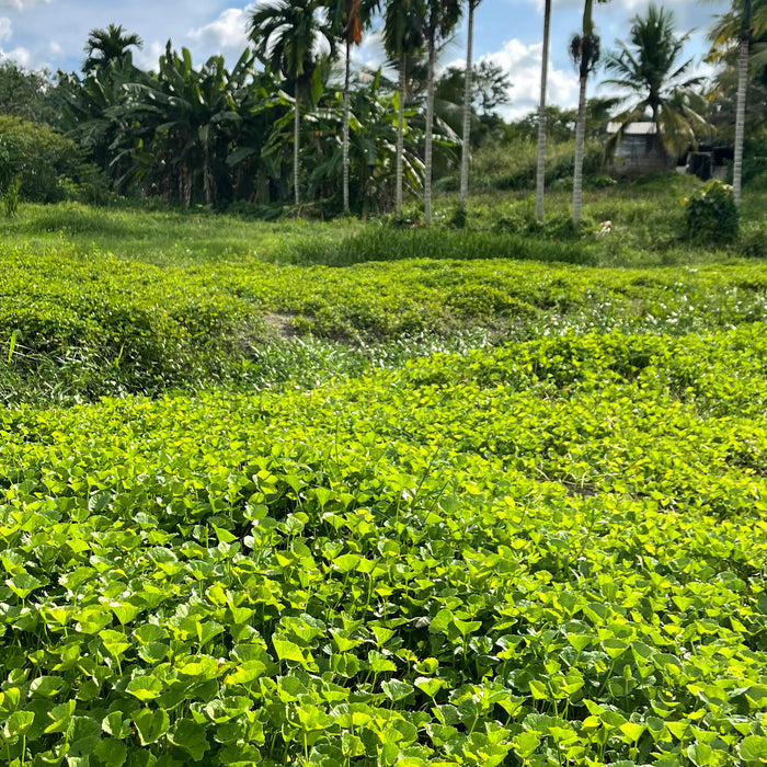 Gotu kola