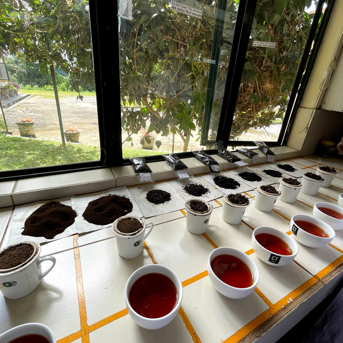 Cups of Ceylon tea in front of corresponding loose leaf tea in Sri Lanka