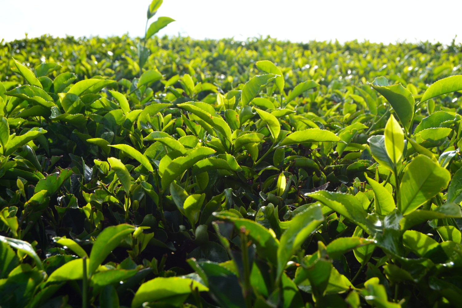 Celebrating Sri Lanka’s Terroir Through Tea Sourcing
