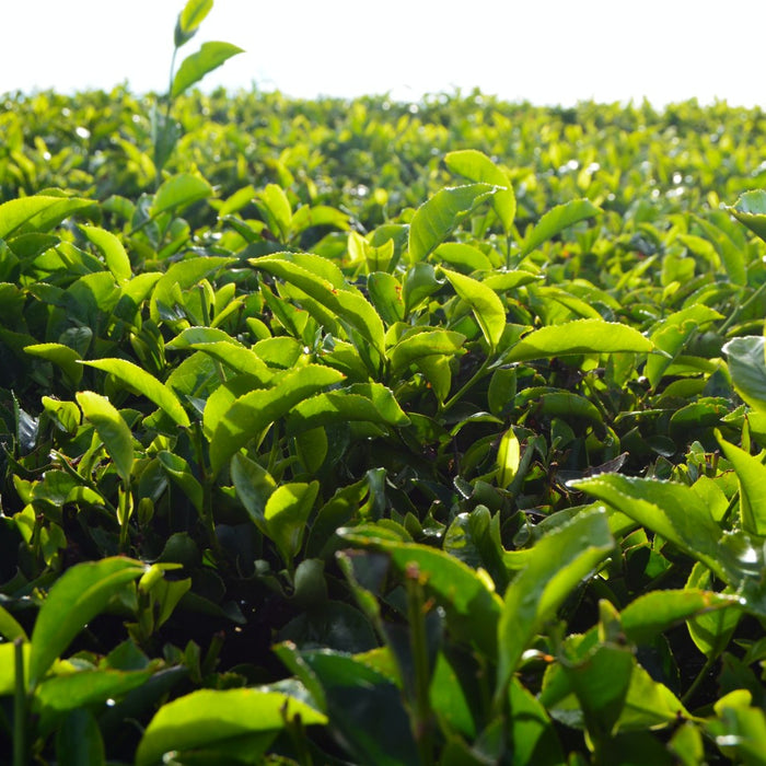 Celebrating Sri Lanka’s Terroir Through Tea Sourcing